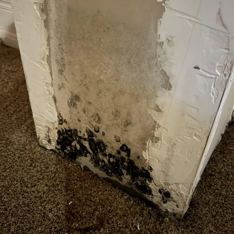 Professional Mold Removal in Morris, AL